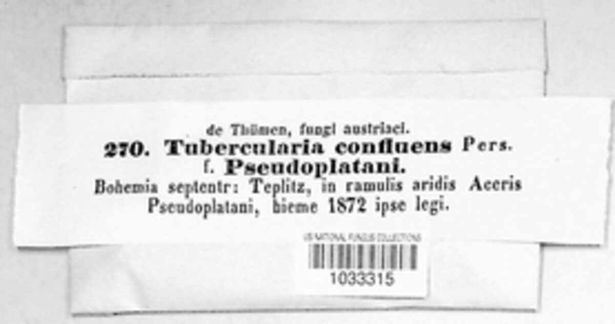Tubercularia confluens image